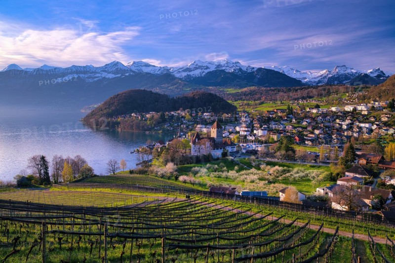 View of Spiez with castle on Lake Thun, vineyards and blossoming cherry trees (Prunus avium), snow-covered Bernese Alps in the background, Canton of Bern, Switzerland, Europe