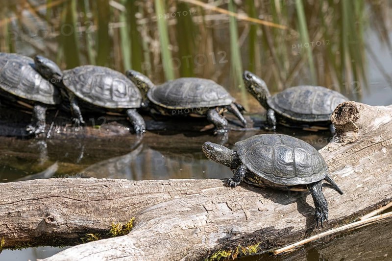 European pond turtles (Emys orbicularis), on a tree trunk, Germany, Europe