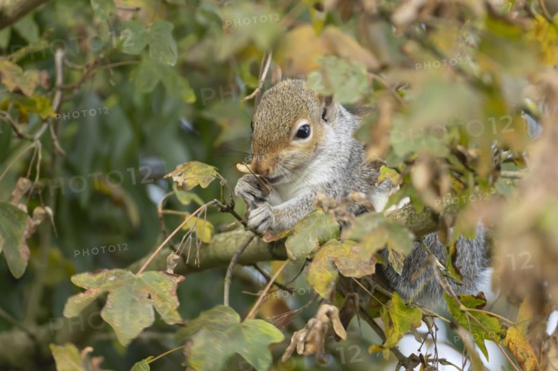 Grey squirrel (Sciurus carolinensis) adult animal feeding in a Field maple tree, England, United Kingdom, Europe