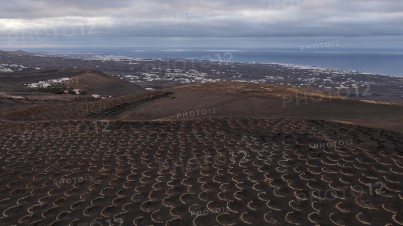 Grapevines growing in black volcanic soil in protected enclosed pits, La Geria, Lanzarote, Canary Islands, Spain, Europe