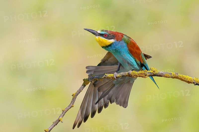 Bee-eater (Merops apiaster) sitting on a branch, stretching its wings, Wildlife, Lake Neusiedl National Park, Seewinkel, Burgenland, Austria, Europe