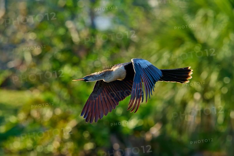 Snakebird (Anhinga anhinga), fly, spring, Wakodahatchee Wetlands, Delray Beach, Florida, USA, North America