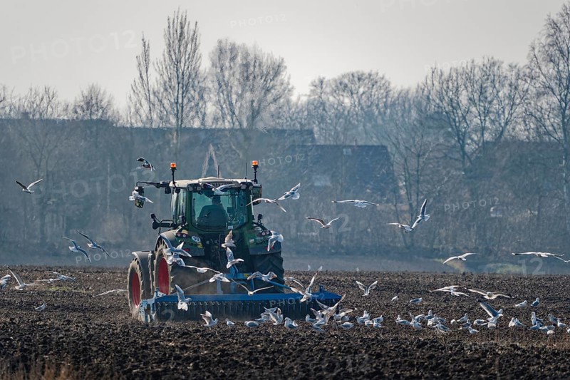 Seagulls search for food in the soil in a large flock around a tractor with which the farmer is harrowing his field. Kirchwerder, Hamburg, Germany, Europe