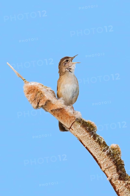 Savi's warbler (Locustella luscinioides) male singing from bulrush spike in wetland in spring