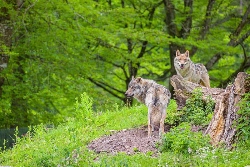 Two eurasian gray wolves (Canis lupus lupus), the alpha couple, are standing on a hill next to a rotting tree lying on the ground