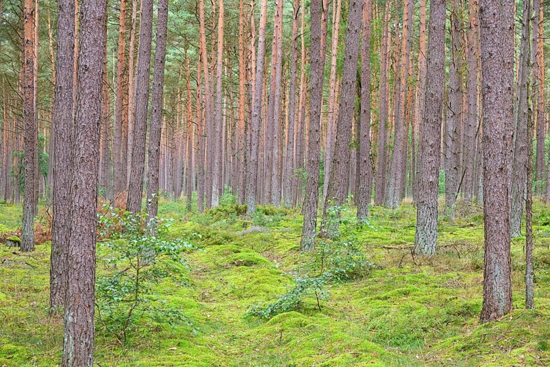 Coniferous forest, pines (Pinus), mossy forest floor, Südheide nature park Park, Lüneburg Heath, Lower Saxony, Germany, Europe