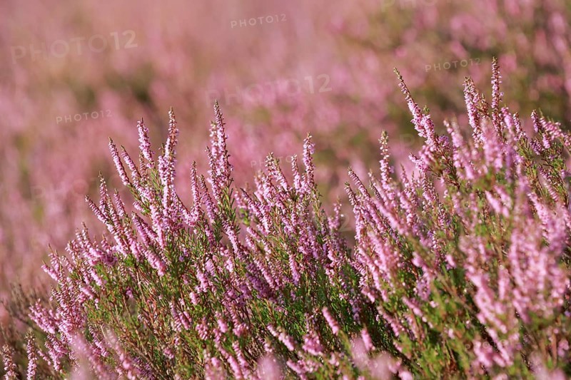 Close-up of flowering heather against the light in the Lüneburg Heath, Lower Saxony, Germany, Europe