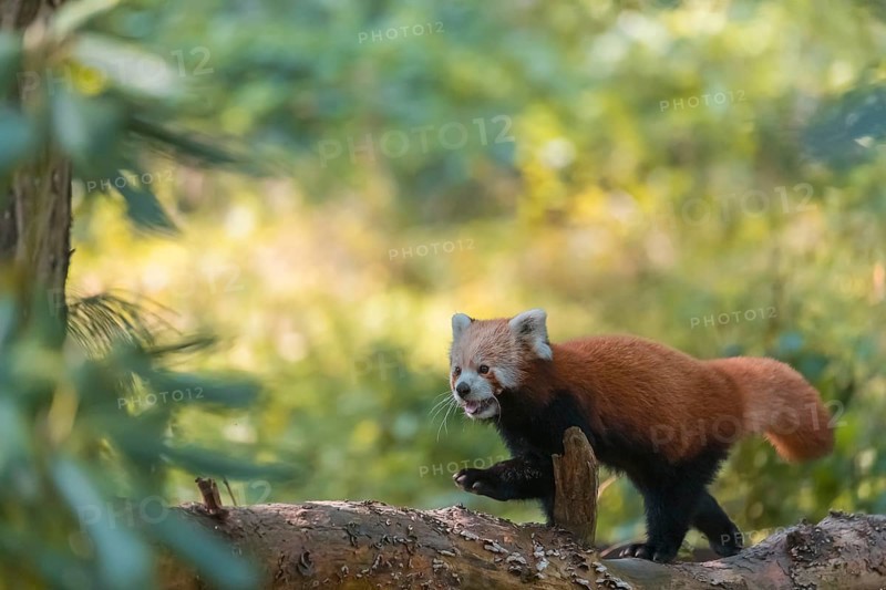 One red panda, Ailurus fulgens, walking on a branch lying on the ground. Green vegetation in the background