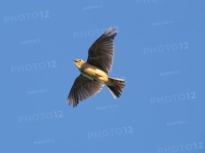 Eurasian skylark (Alauda arvensis) singing in flight against a blue sky in the breeding season, Hesse, Germany, Europe