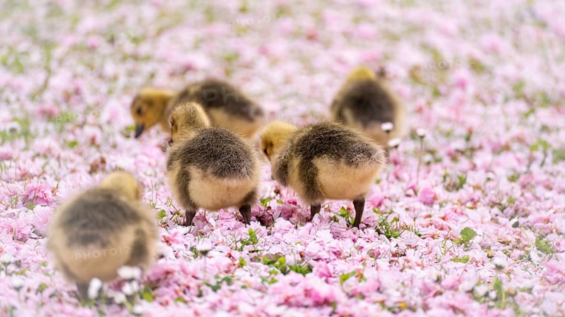 Canada goose chicks (Branta canadensis) five running through a meadow covered with pink cherry blossoms, daisies, background blurred, Rombergpark, Dortmund, North Rhine-Westphalia, Germany, Europe