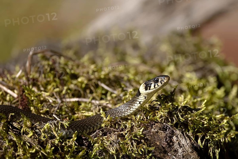Grass snake on moss cushion, Austria, Upper Austria, Europe