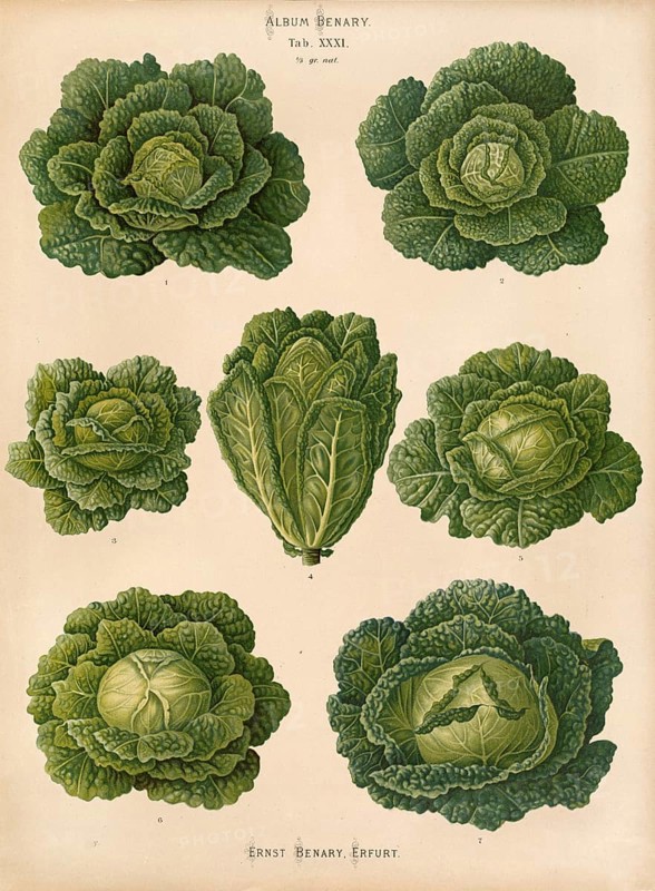 Vegetables, cabbage, savoy cabbage, after Ernst Samuel Benary (10 November 1819, 19 February 1893), Hessian horticulturalist, Historical, digitally restored reproduction from a 19th century original, Record date not stated