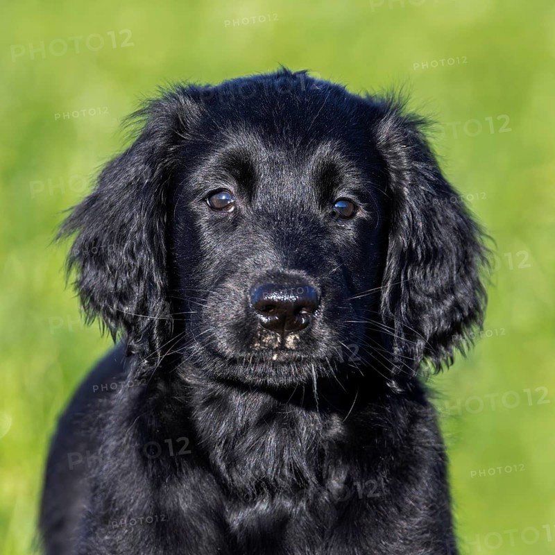 Black flat-coated retriever, cute 9-week-old puppy standing in field, gundog, hunting dog breed originating from England