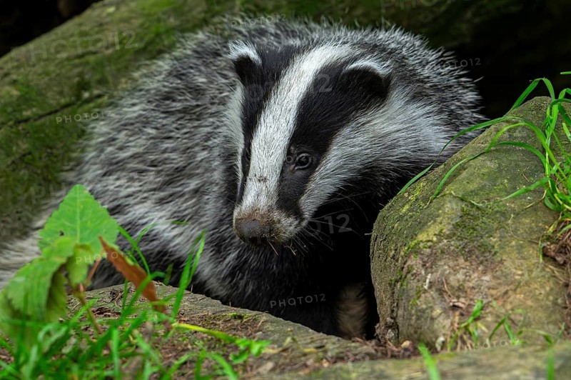 European badger (Meles meles) four months old cub emerging from badger sett under fallen tree trunk in forest in spring