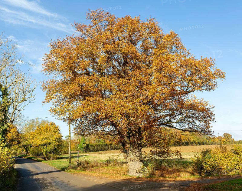 Large mature oak tree, Quercus Robur, orange autumnal leaf, Boulge, Suffolk, England, UK