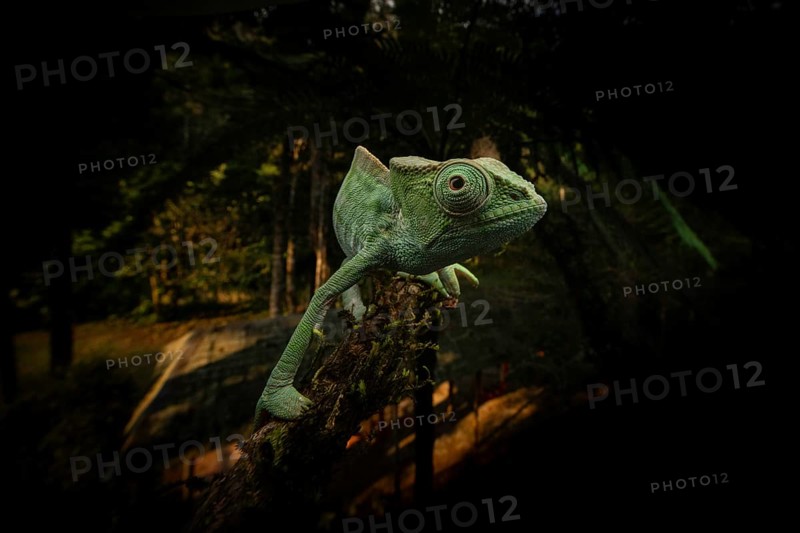 Subspecies of the Parson's chameleon (Calumma parsonii parsonii cristifer) in the rainforests of eastern Madagascar