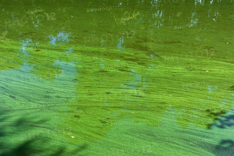 Sample of algae in the castle pond Großkmehlen, Ortrand, Brandenburg, Germany, Europe