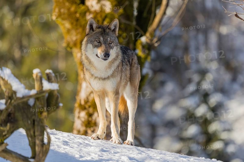 An adult female grey wolf (Canis lupus lupus) stands in the snow-covered undergrowth at the edge of a forest on a cold, sunny day