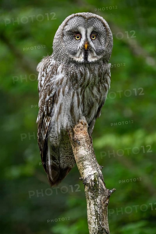 Great grey owl (Strix nebulosa), Parc Animalier de Sainte-Croix, Natural Park, near Rhodes, Moselle, Lorraine, France, Europe