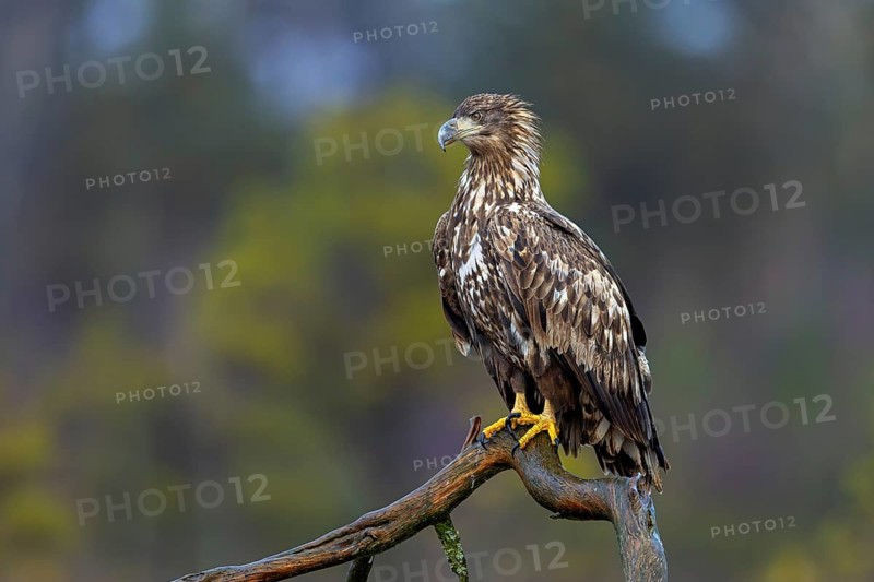 White-tailed eagle, Eurasian sea eagle, erne (Haliaeetus albicilla) juvenile perched in tree in moorland, heathland in late autumn, winter