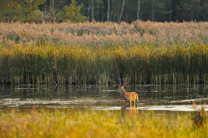 Red deer in a pond, Upper Lusatian Heath and Pond Landscape Biosphere Reserve, Red deer, Cervus elaphus, Germany, Europe