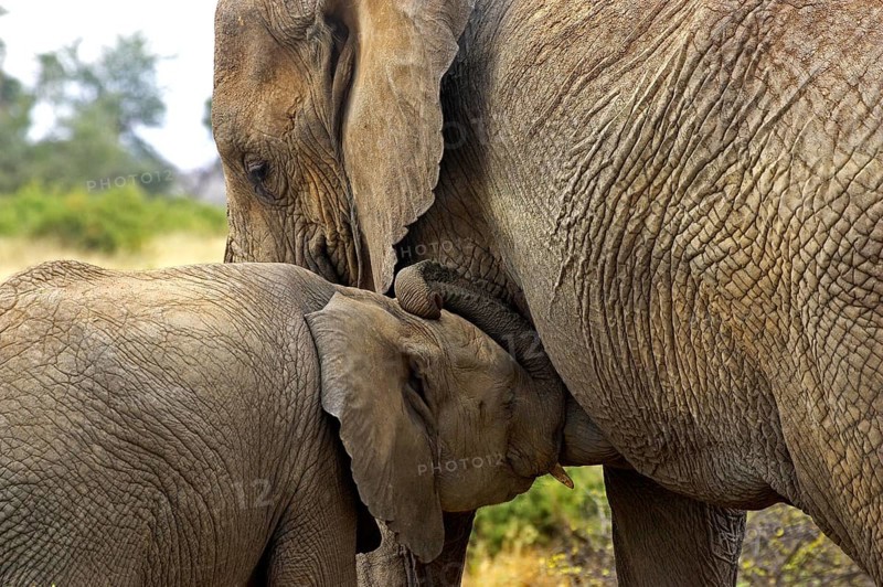 African Elephant (loxodonta africana), Mother and Calf suckling, Masai Mara Park in Kenya