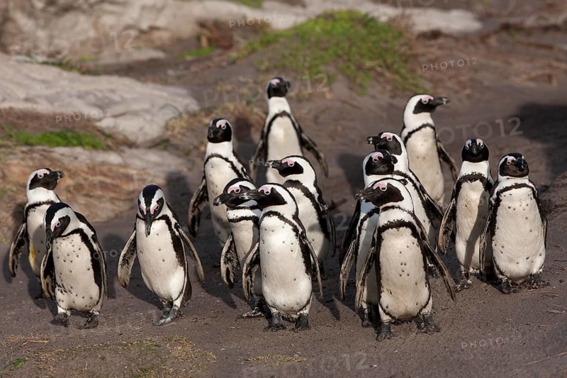 JACKASS PENGUIN OR AFRICAN PENGUIN (spheniscus demersus), GROUP WALKING TO SHORE, BETTY'S BAY IN SOUTH AFRICA