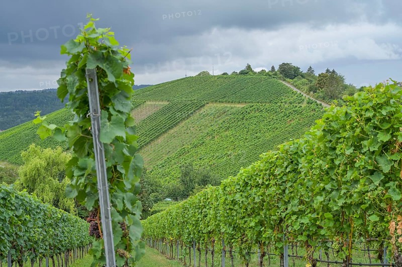 Vineyard Untertürkheimer Mönchberg, Untertürkheim, Stuttgart, Baden-Württemberg, Germany, Europe