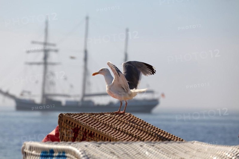 Seagull taking off