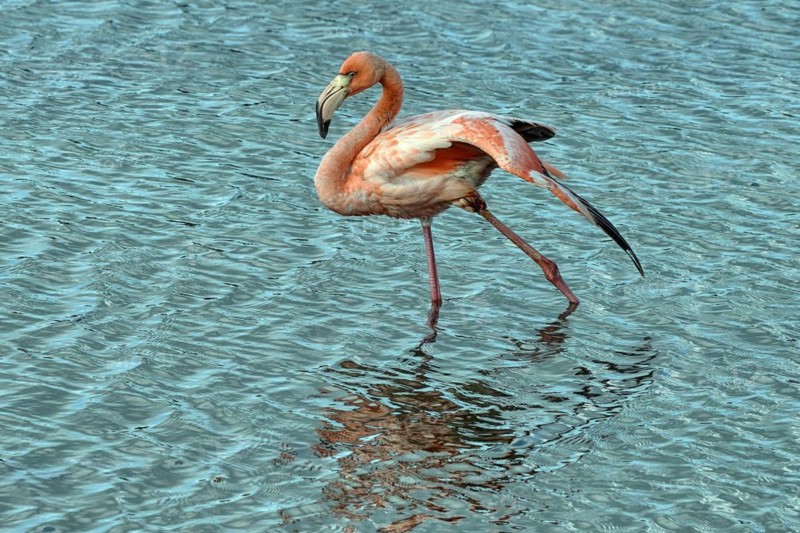 Caribbean, Bonaire, greater flamingo (Phoenicopterus roseus), ABC Islands