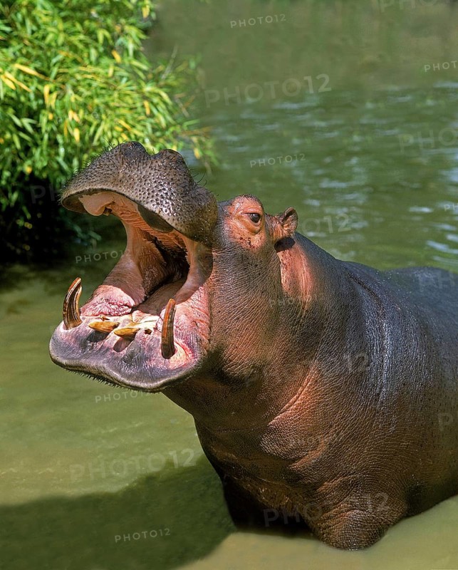 Hippopotamus (hippopotamus amphibius), Adult Yawning, with Open Mouth
