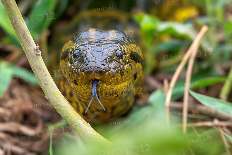 Yellow anaconda (Eunectes notaeus), also known as Paraguay anaconda or southern anaconda, boa (Boidae), eye contact, animal portrait, Pantanal, inland, wetland, UNESCO Biosphere Reserve, World Heritage Site, wetland biotope, Mato Grosso, Brazil, South America