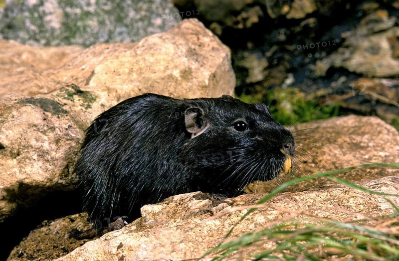 Coruro (spalacopus cyanus) Rat, Adult on Rock