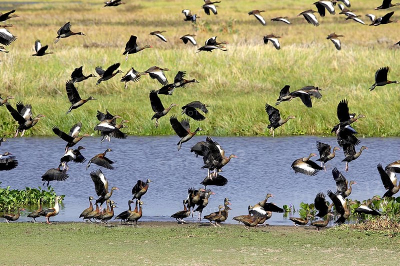 White-Faced Whistling Duck (dendrocygna viduata) and Red-Billed Whistling Duck, dendrocygna automnalis, Los Lianos in Venezuela