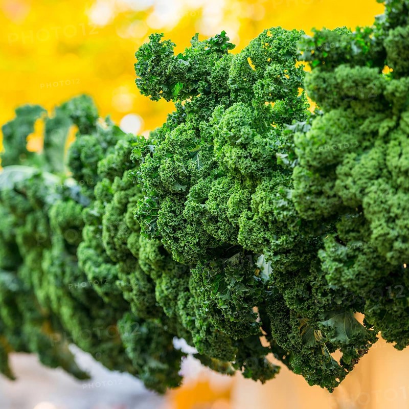 Oldenburg Kale