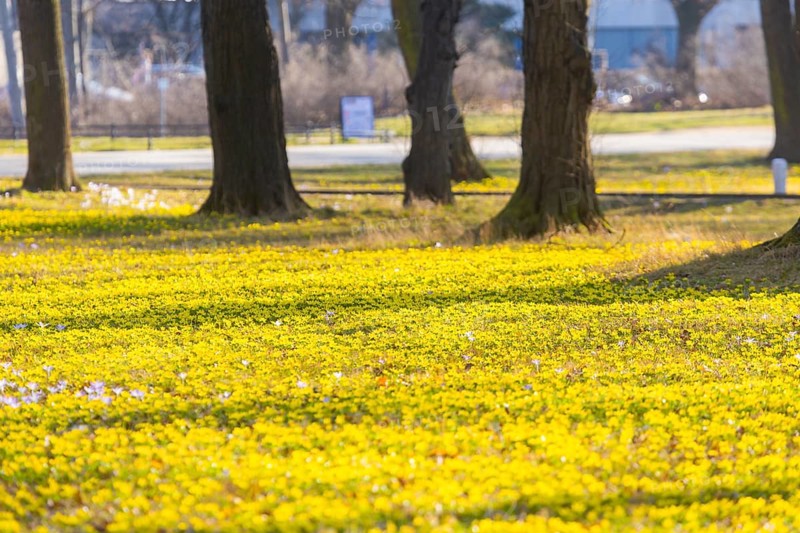 Blooming crocuses and winter aconites on the meadows in the Baroque Park Großer Garten, Dresden, Saxony, Germany, Europe