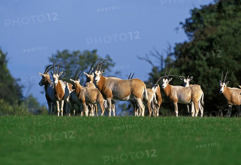 Scimitar Horned Oryx (oryx dammah), Herd, This Specy is now Extinct in the Wild