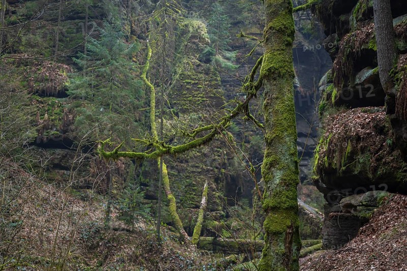 The Uttewalder Grund is a partially narrow and deeply incised gorge in the Elbe Sandstone Mountains, on the territory of the municipality of Lohmen, north of Stadt Wehlen. It is named after the neighbouring district of Uttewalde, Uttewalde, Saxony, Germany, Europe