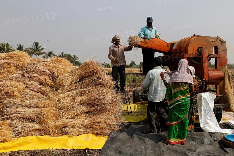Wheat crop threshing, Chinchani, Maharashtra, India, Asia