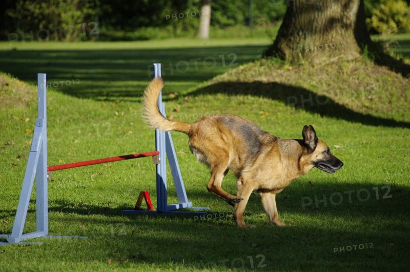 German shepherd dog