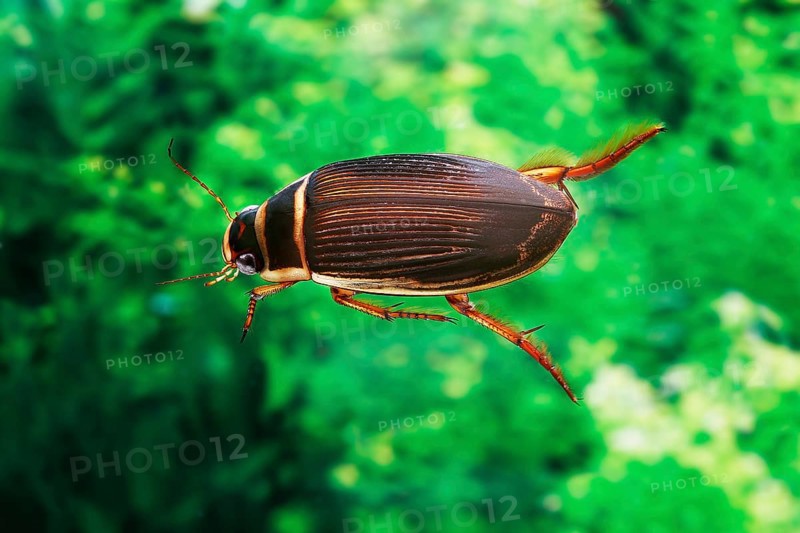 Large great diving beetle (dytiscus marginalis), adult in water, Normandy
