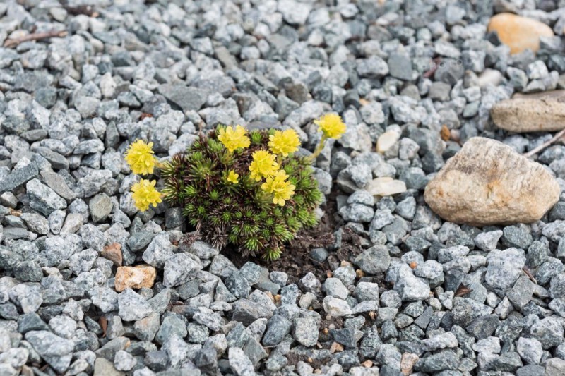 Hungerflower (Draba bruniifolia), erratic boulder park, Germany, Europe
