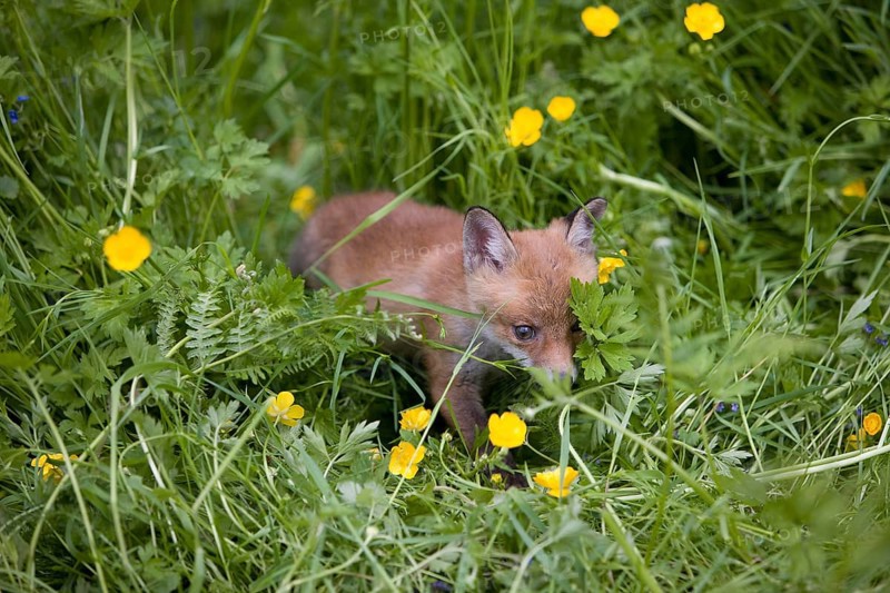 Red Fox (vulpes vulpes), Puppy with Flowers, Normandy