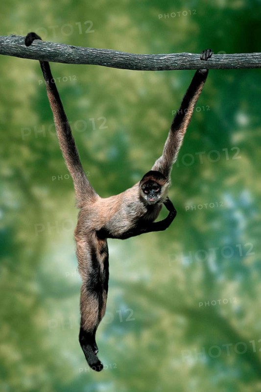 Black-handed Spider Monkey (Ateles geoffroyi), geoffroy's spider monkey, lateral, side