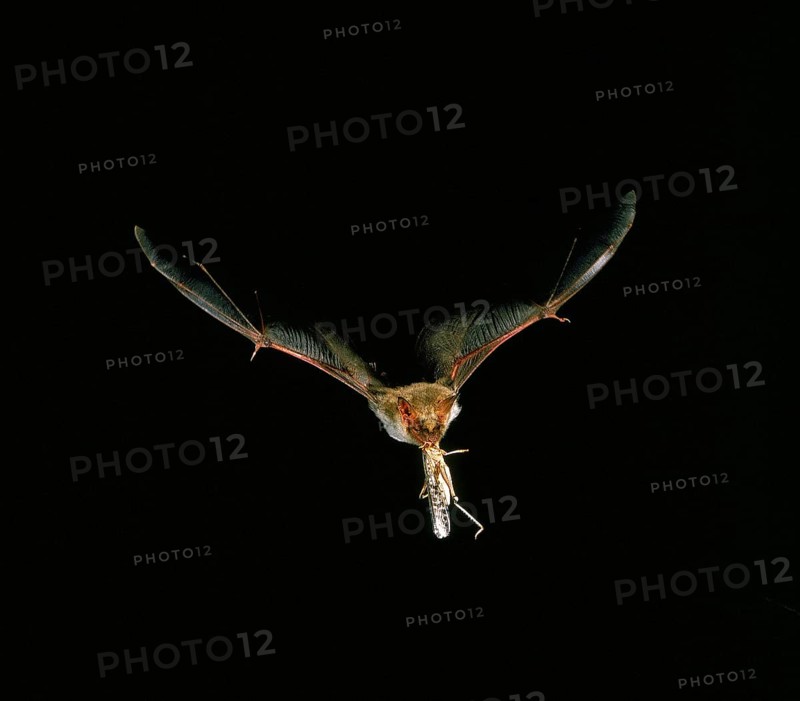 Mouse-Eared Bat (myotis myotis), Adult in Flight, Catching Grasshopper