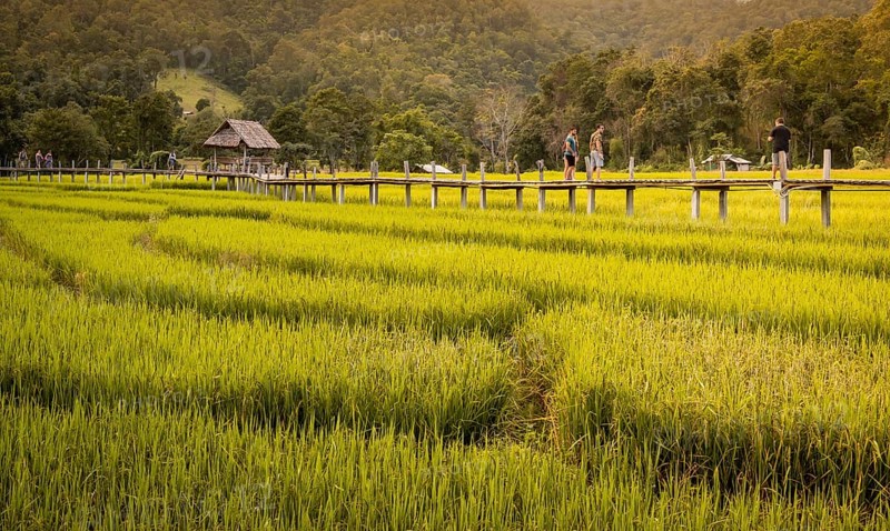 Pai, Thailand on November 23, 2019: Tourists walking on the bamboo bridge over green rice paddies, Boon Ko Ku Soo, Pai, Thailand, Asia