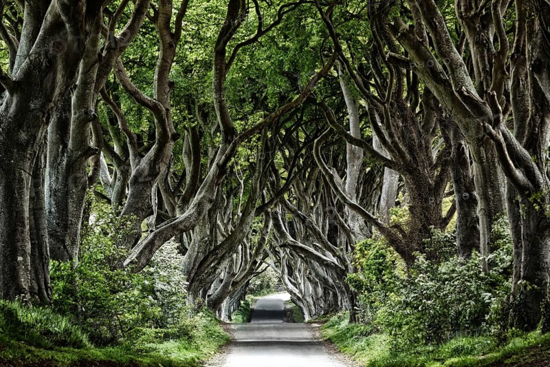 Beech Avenue, Dark Hedges, Northern Ireland