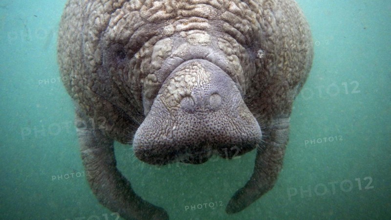 Young animal near Crystal River, Florida