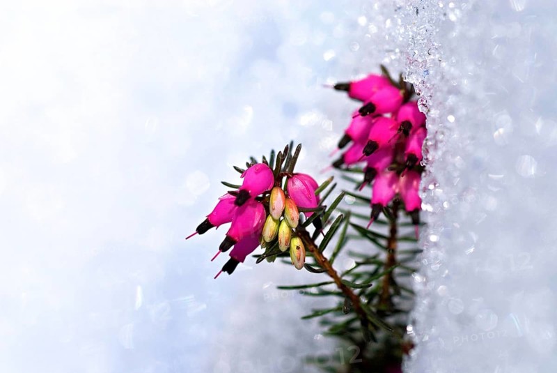 Winter heather or alpine heather (Erica carnea), flowers in the snow