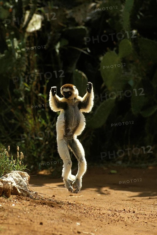 Verreaux's Sifaka (propithecus verreauxi), Adult hopping across open ground, Berenty Reserve, Madagascar, Africa